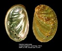 Afbeeldingsresultaten voor "haliotis Tuberculata". Grootte: 128 x 106. Bron: www.nmr-pics.nl