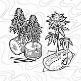 Weed Coloring Wiz Khalifa sketch template