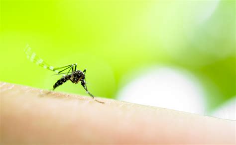paradisefm dengue weer actief  de regio knipselkrant curacao