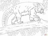 Ausmalen Kleiner Animali Kleurplaten Ausmalbild Realistas Rode Roter Dieren Realistici Adulti Tekenen Oso sketch template
