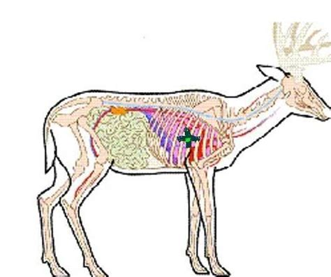 deer body diagram