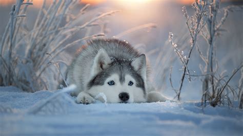 husky dog  lying   snow  sunrays background hd dog wallpapers