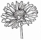 Dahlia Clipartmag Zinnia Kolorowanki Kwiaty Dzieci Zinnias Results sketch template