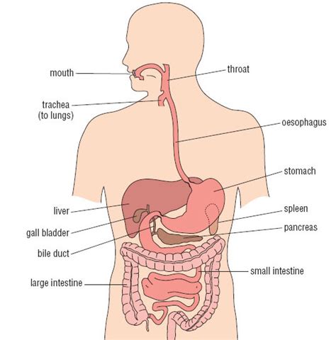 medical  health science stomach diagram