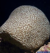 Image result for Leptoria. Size: 176 x 185. Source: www.hippocampus-bildarchiv.com