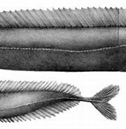 Afbeeldingsresultaten voor "aphanopus Carbo". Grootte: 180 x 119. Bron: www.museubiodiversidade.uevora.pt