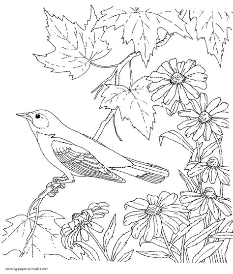 printable bird coloring book  adults coloring pages printablecom
