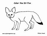 Fox Coloring Kit Desert Foxes sketch template