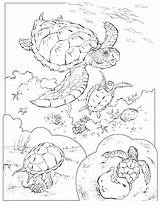 Coloring Pages Turtle Sea Animals National Geographic Color Animal Ecosystem Turtles Adult Kids Life Printable Aquatic Sheets Fish Colouring Marine sketch template