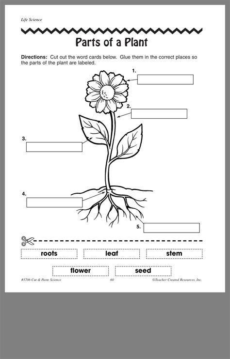 parts  flower worksheet  kindergarten