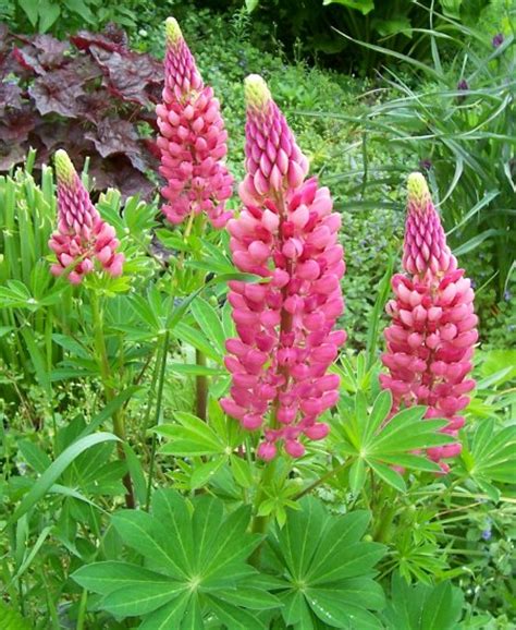 gallery red lupine lupinus polyphyllus 15 seeds ~~