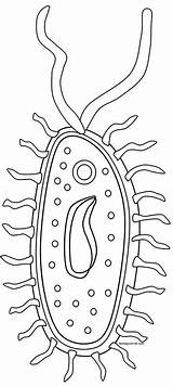 Bacteria Prokaryote Prokaryotes Eukaryotes Prokaryotic Biologycorner Strep Typical Células sketch template