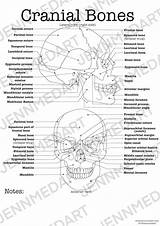 Cranial Labeled sketch template