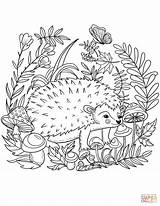 Hedgehog Coloring Pages Printable Color Cute Drawing Print Animals Supercoloring Forest Version Number Categories sketch template