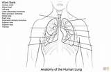 Lungs Printable Coloring Pages Human Worksheet Worksheets Template Respiratory System Organs Esl Internal Made Do Supercoloring Youngsters Enjoy Activities Making sketch template