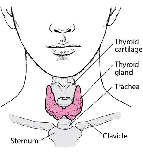 overview   thyroid gland hormonal  metabolic disorders