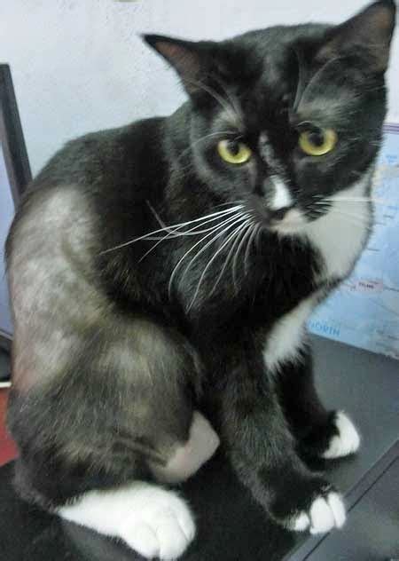 hair loss  cats cat tales