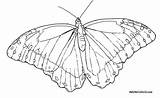 Blue Butterfly Morpho Coloring Pages Template Drawing Line Templates sketch template