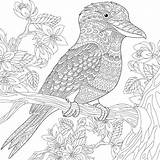 Kookaburra Coloring Bird Australian Pages Zentangle Stylized Adults Book Kingfisher Animal Adult Stock Instant Vector Colouring Stress Anti Illustration Blossoming sketch template