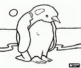 Antarctic Penguin sketch template