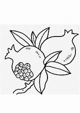 Pomegranate sketch template