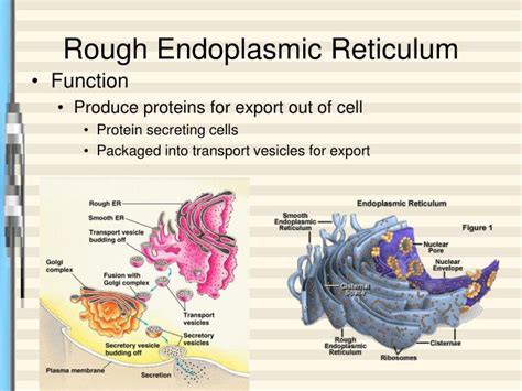 ppt the endomembrane system powerpoint presentation id 3121262