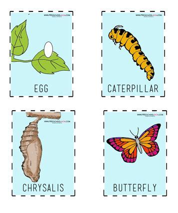 clipart butterfly life cycle derick childers