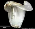 Afbeeldingsresultaten voor "teredora Malleolus". Grootte: 146 x 120. Bron: naturalhistory.museumwales.ac.uk