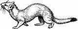 Ermine Onlinelabels Weasel Mink Openclipart Mustela Mammals Pola Perisai Kontur  Crafts sketch template