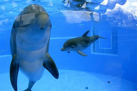 baby dolphin tank baby animal zoo