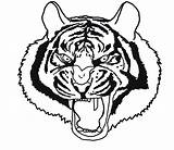 Coloring Tiger Clipartqueen sketch template