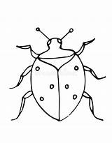 Bug Doodle Insect Beetle sketch template