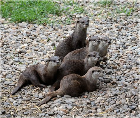 family otters   stock photo public domain pictures