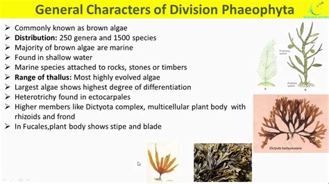 Phaeophyta Algae General Characters Range Of Thallus Reproduction Life
