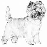 Terrier Pages Wheaten Cairn Template Coloring Sketch sketch template