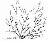 Arbusto Queimando Buisson Tudodesenhos Histoires Moise Moïse sketch template