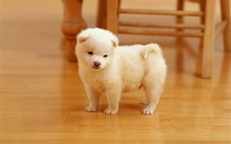 cutest puppy wallpapers hd wallpapers id