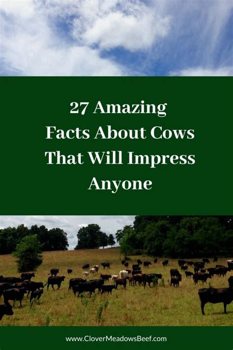 27 Amazing Facts About Cows That Will Impress Your Friends Peaceful Place