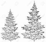 Tree Drawing Realistic Christmas Drawings Trees Outline Fir Pine Hemlock Draw Snow Sketch Getdrawings Res Hi Pencil Evergreen Stock Vectors sketch template