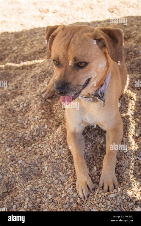 small brown dog stock photo alamy