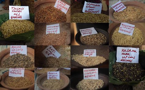 indias farmers   conserve indigenous heirloom rice rice