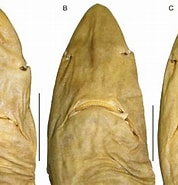 Afbeeldingsresultaten voor "squalus Melanurus". Grootte: 178 x 185. Bron: www.researchgate.net
