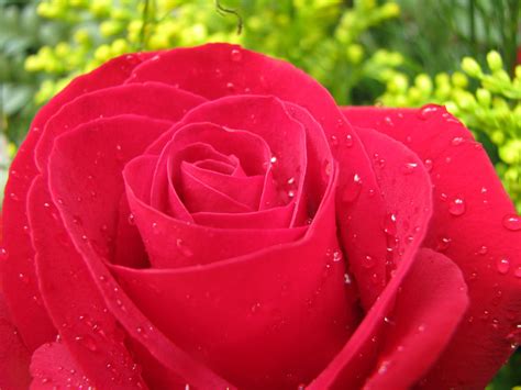 single red rose stock photo freeimagescom