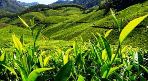 Have A Look At World’s Most Beautiful Tea Plantations