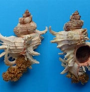 Afbeeldingsresultaten voor "tholospira Cervicornis". Grootte: 180 x 185. Bron: www.fossilshells.nl
