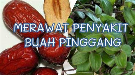 Kebaikan Pokok Telinga Kera Untuk Pesakit Buah Pinggang Youtube