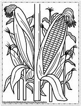 Coloring Pages Corn Printable Kids Indian Field Drawing Cob Plant Cornfield Stalks Sweet Wheat Color Farm Print Template Sheets Preschool sketch template
