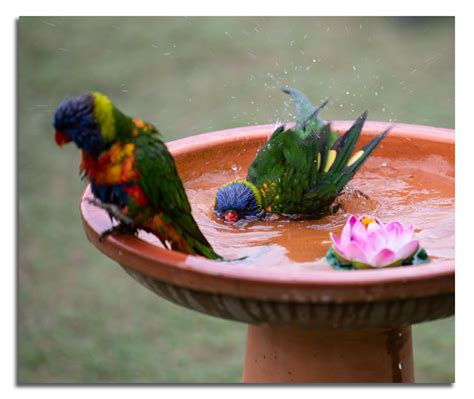 lorikeets bathing bathing bird parrot