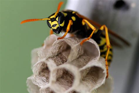 scientists study  wasps learn   trap wsu insider