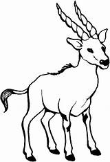 Goat Billy Coloring Pages Horn Sharp Long Color sketch template